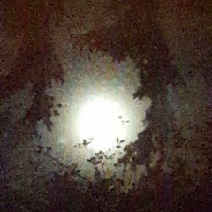 Alexandre James Duccini