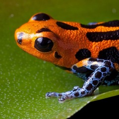 NeatFrog