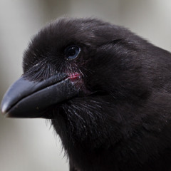 That one Crow