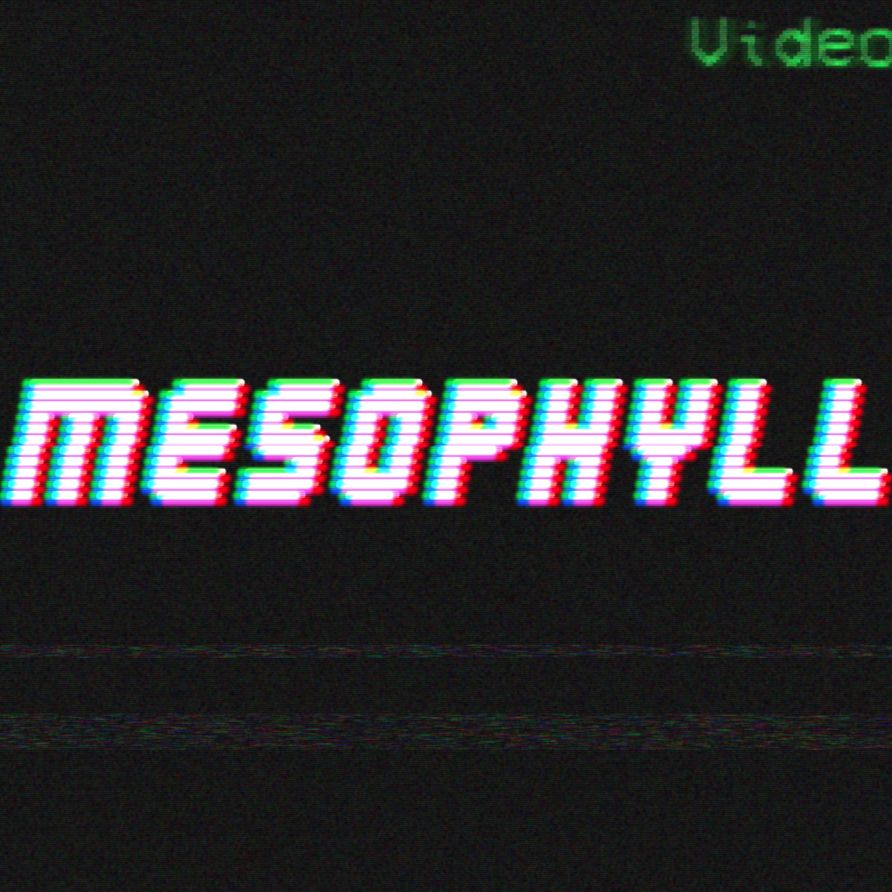 Mesophyll