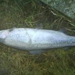 Kieran Russell Rogerson