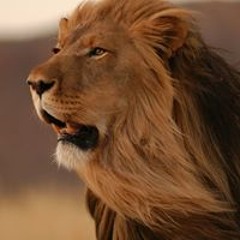 طارق الحصادي
