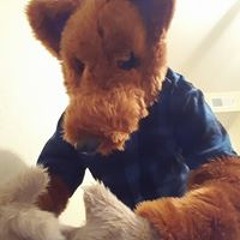 cody kitsune