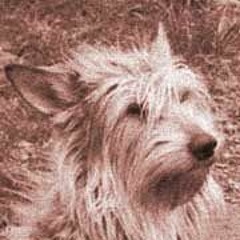 The Shaggy Dog Raconteurs