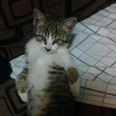 D Gray Man Opening 1 By Maria Romero