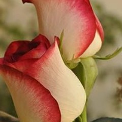 عاطف ابو معاذ