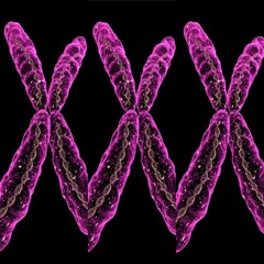 XXXChromozome