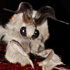 Majanova de la Terre