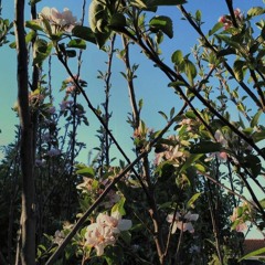 COVER Flo Morrissey - Pages of Gold