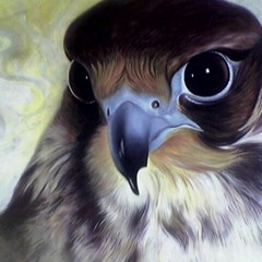 الصقر المصرى