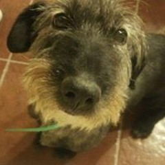 Gustavo Belardinelli