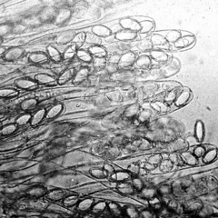 ☸☸☸ morcella virginiana ☸☸☸