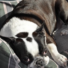 GeneralBubblesWorthington