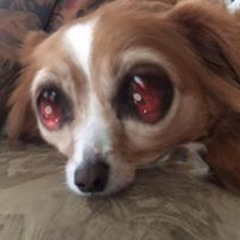 Trina Arcidiacono-Bruce