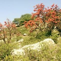 Noman Mirza