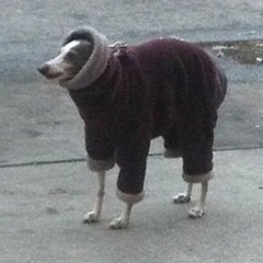 Scrungus