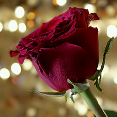 ‫فاطمة علي‬‎