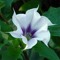 DATURA STRAMONIUM Music