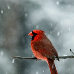 NORTHERN CARDINAL