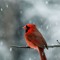 NORTHERN CARDINAL