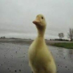Mephy Ducky