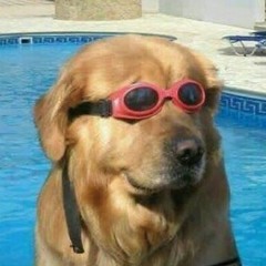 Your new stepdad, Dr. Doggles