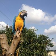 اغاني