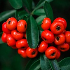#wildfructus