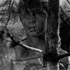 child is the father of man