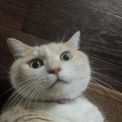chimo
