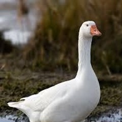 Fabian Manfred Tuells