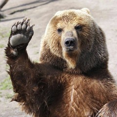 Brown Bear