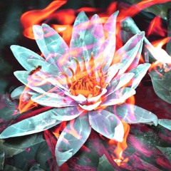 FLAME FLOWER