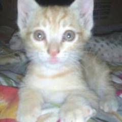 Sady Sadaf
