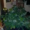 potman