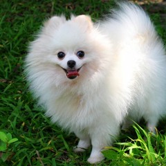 Damianos Legenddamian