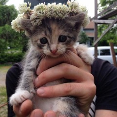 punkasscat