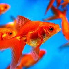 dat goldfish doe