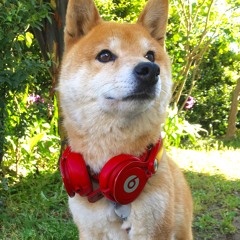 Shibainu