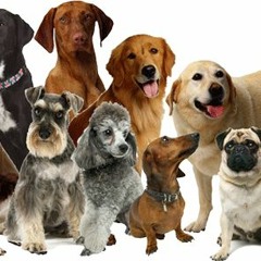 C∆NINΣ's Unfinished Tracks