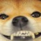 Shib00yahh