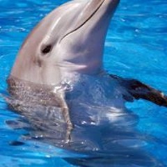 dolphwin