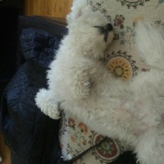 toby_dogs
