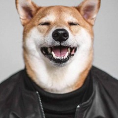 Shiba Inu