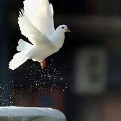 الزهرة البتول