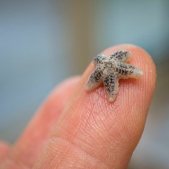 Baby Starfish