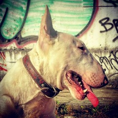 Aleksei (Toro Records)