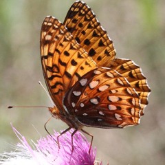 Aphrodite Samadhi