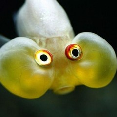 fishflake
