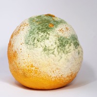 a moldy orange